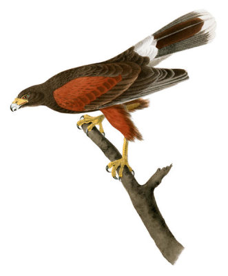 John James Audubon - Harris's Buzzard