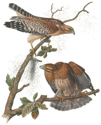 John James Audubon - Red-shouldered Buzzard