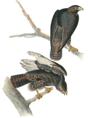 John James Audubon - Harlan's Buzzard