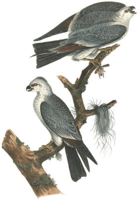 John James Audubon - Mississipi Kite