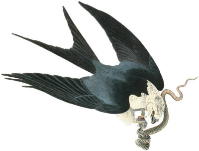 John James Audubon - Swallow-tailed Hawk