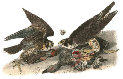 John James Audubon - Peregrine Falcon