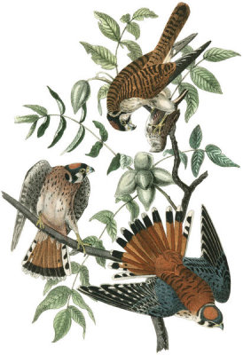 John James Audubon - Sparrow Hawk