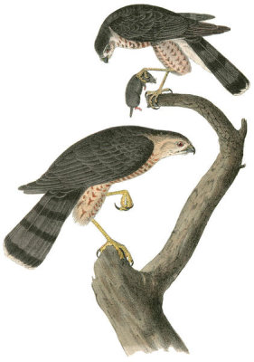 John James Audubon - Sharp-shinned Hawk