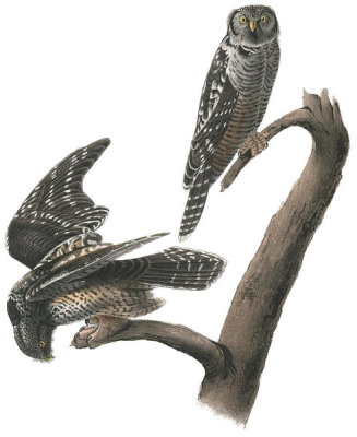 John James Audubon - Hawk Owl