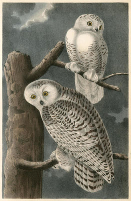 John James Audubon - Snowy Owl