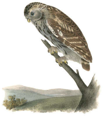 John James Audubon - Little Night-Owl