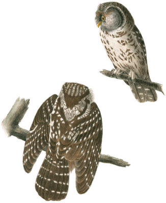 John James Audubon - Tengmalm's Night-Owl