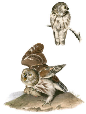 John James Audubon - Little or Acadian Owl