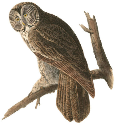 John James Audubon - Great Cinereous Owl