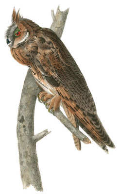 John James Audubon - Long-eared Owl