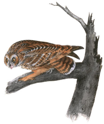 John James Audubon - Short-eared Owl