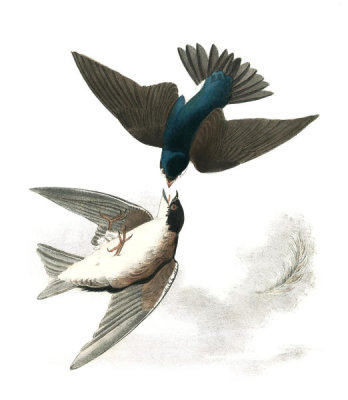 John James Audubon - White-bellied Swallow