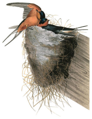 John James Audubon - Barn or Chimney Swallow