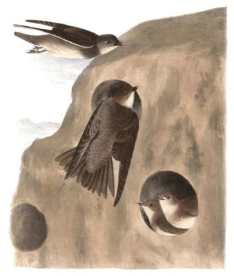 John James Audubon - Bank Swallow
