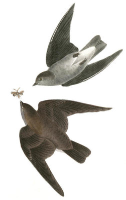John James Audubon - Rough-winged Swallow