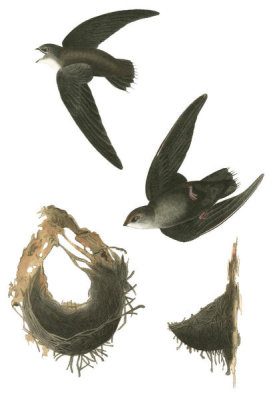 John James Audubon - American Swift