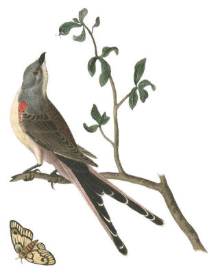 John James Audubon - Swallow-tailed Flycatcher