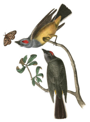 John James Audubon - Arkansas “Arkansaw” Flycatcher