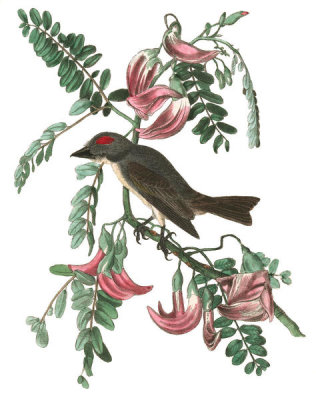 John James Audubon - Pipiry Flycatcher