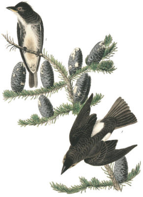 John James Audubon - Cooper's Flycatcher