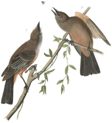 John James Audubon - Say's Flycatcher