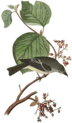 John James Audubon - Short-legged Pewit Flycatcher