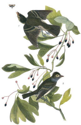 John James Audubon - Small Green-crested Flycatcher