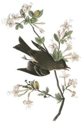 John James Audubon - Wood Pewee Flycatcher