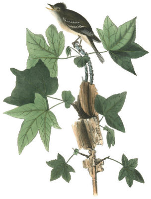 John James Audubon - Traill's Flycatcher