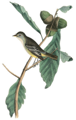 John James Audubon - Least Pewee Flycatcher
