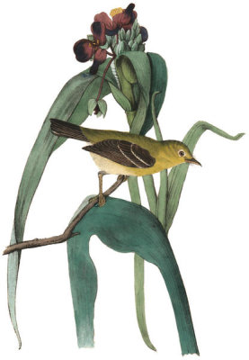 John James Audubon - Small-headed Flycatcher