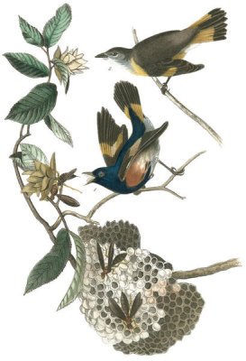 John James Audubon - American Redstart