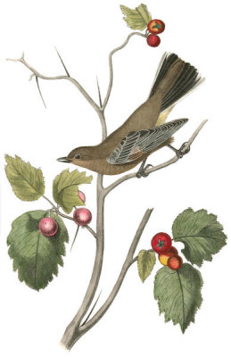 John James Audubon - Townsend's Ptilogonys