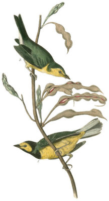 John James Audubon - Hooded Flycatching Warbler