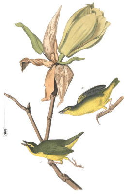 John James Audubon - Kentucky Flycatching-Warbler