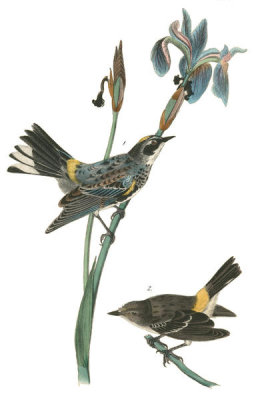 John James Audubon - Yellow-crowned Wood-Warbler