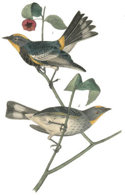 John James Audubon - Audubon's Wood-Warbler