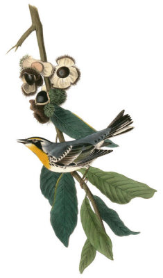 John James Audubon - Yellow-throated Wood-Warbler