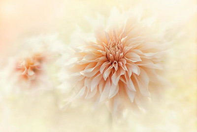 Jacky Parker - Cafe 'Au lait' Dahlia