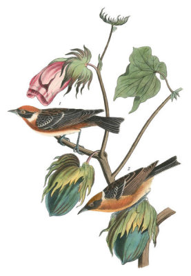 John James Audubon - Bay-breasted Wood-Warbler