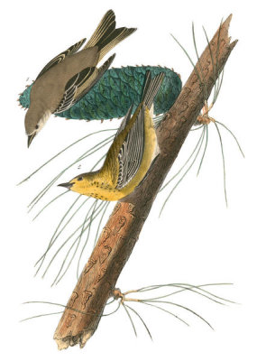 John James Audubon - Pine-creeping Wood-Warbler