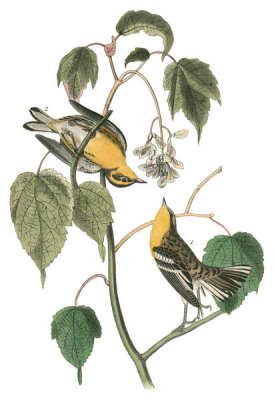 John James Audubon - Hemlock Warbler