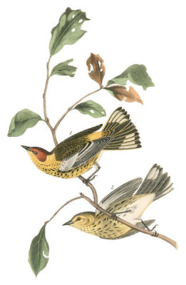 John James Audubon - Cape May Wood-Warbler