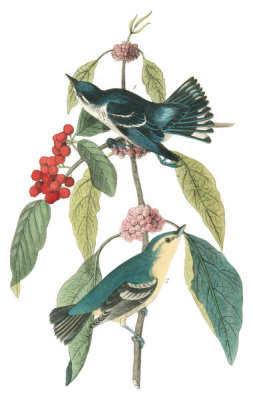 John James Audubon - Cerulean Wood-Warbler