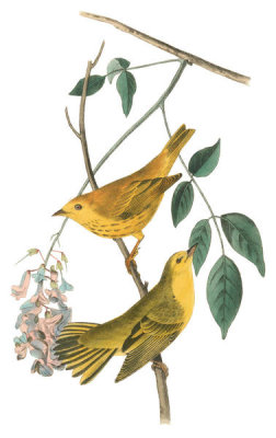 John James Audubon - Yellow-poll Warbler