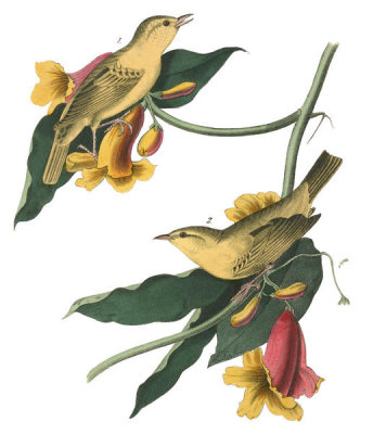 John James Audubon - Rathbone's Wood-Warbler
