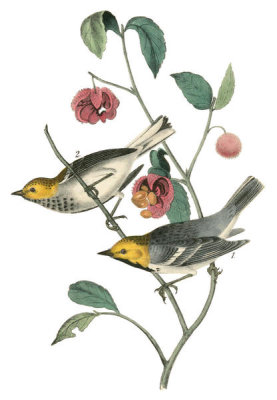 John James Audubon - Hermit Wood-Warbler
