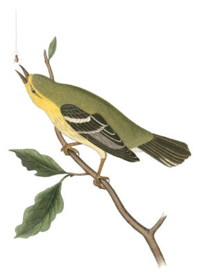 John James Audubon - Blue-Mountain Warbler