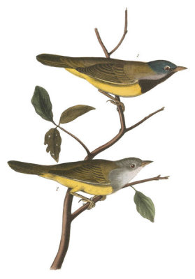 John James Audubon - Macgillivray's Ground-Warbler